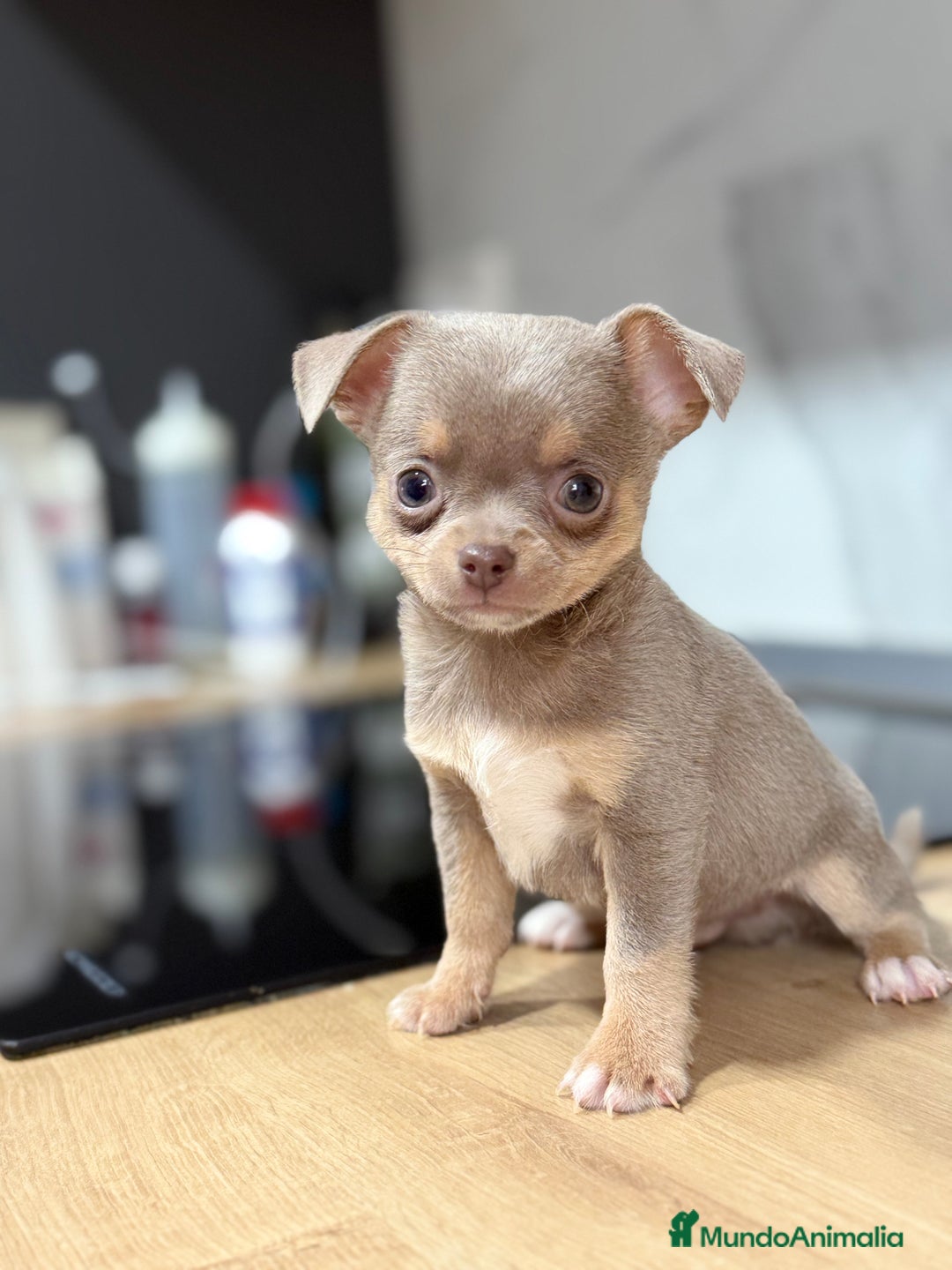 Chihuahua perros en venta: Chihuahuas estándar ojos azules  - Anuncio 5
