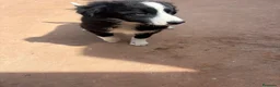 Border Collie perros en venta: Border collie En toda España personalmente  - Anuncio 1