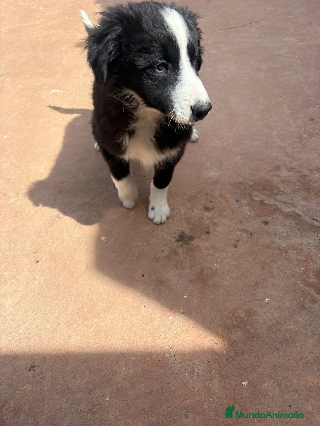 Border Collie perros en venta: Border collie En toda España personalmente  - Anuncio 1