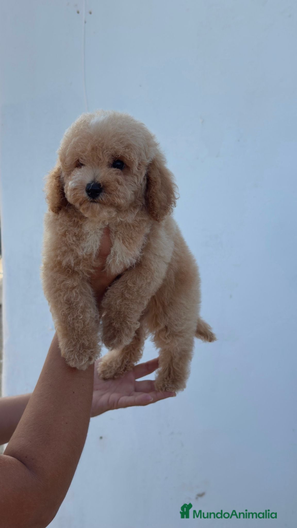 Caniche Toy perros Caniche toy precio real - Anuncio 1