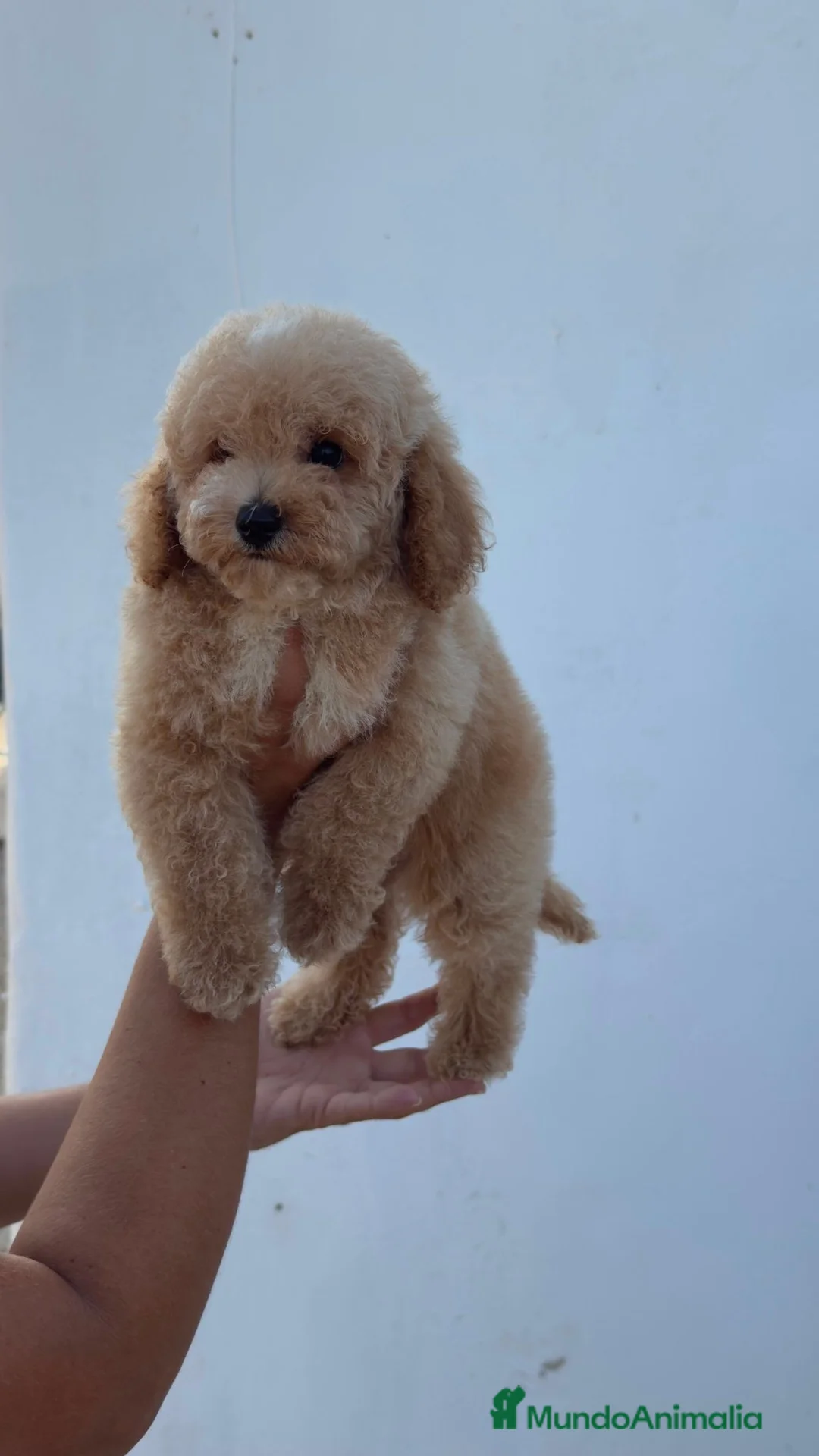 Caniche Toy perros en venta: Caniche toy precio real - Anuncio 1