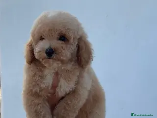 Caniche Toy perros Caniche toy precio real - Anuncio 1