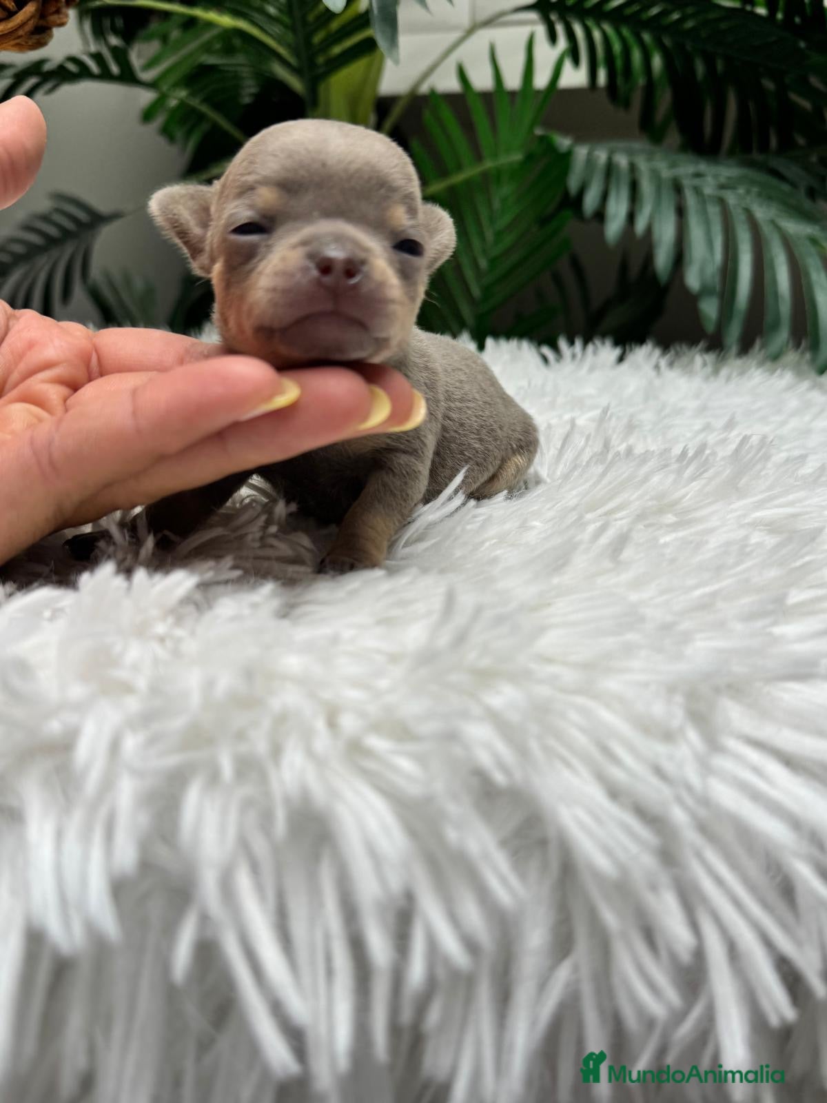 Chihuahua perros CHIHUAHUA LILAC 🎀 - Anuncio 1