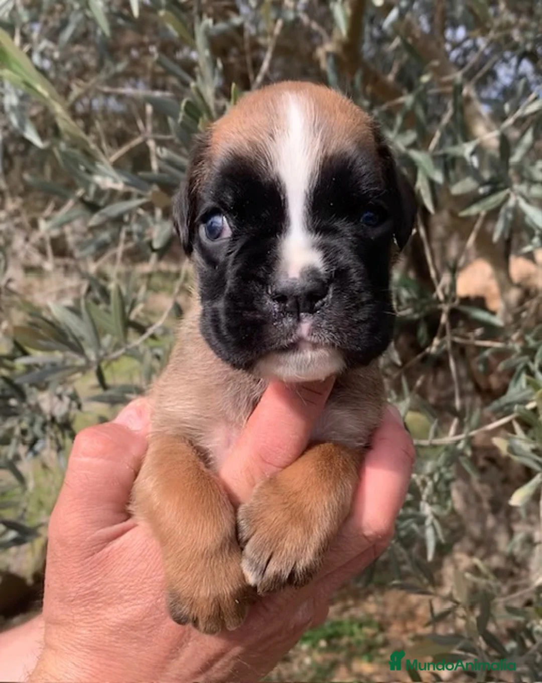 Boxer perros en venta: Magníficos cachorros BOXER, excelente genealogía - Anuncio 5