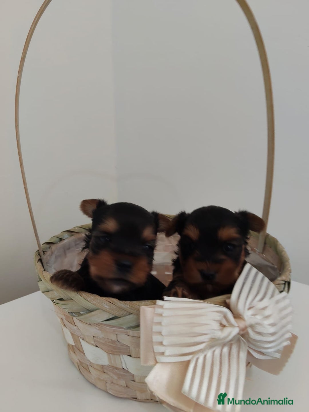 Yorkshire Terrier perros en venta: Espectaculares machitos - Imagen 5