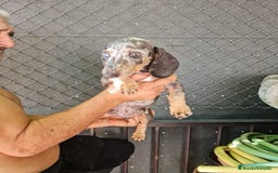 Teckel Miniatura perros en venta: Teckel macho mini arlequín  - Imagen 3