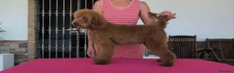 Caniche Enano perros en venta: Caniche enano - Anuncio 3