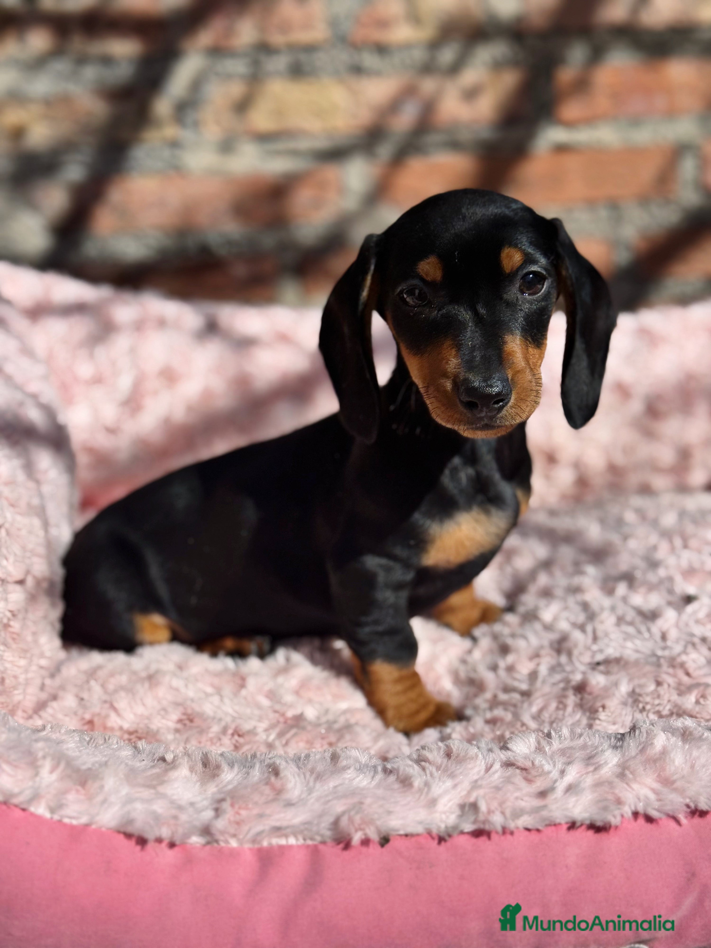 Teckel Miniatura perros 2 hembras teckel kanichen negras y fuego  - Anuncio 38