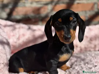 Teckel Miniatura perros 2 hembras teckel kanichen negras y fuego - Anuncio 38