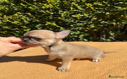 Chihuahua perros en venta: Fabuloso chihuahua línea rusa - Imagen 1