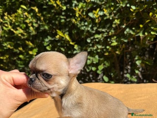 Chihuahua perros - Anuncio 1