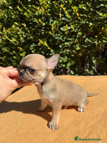 Chihuahua perros - Anuncio 3