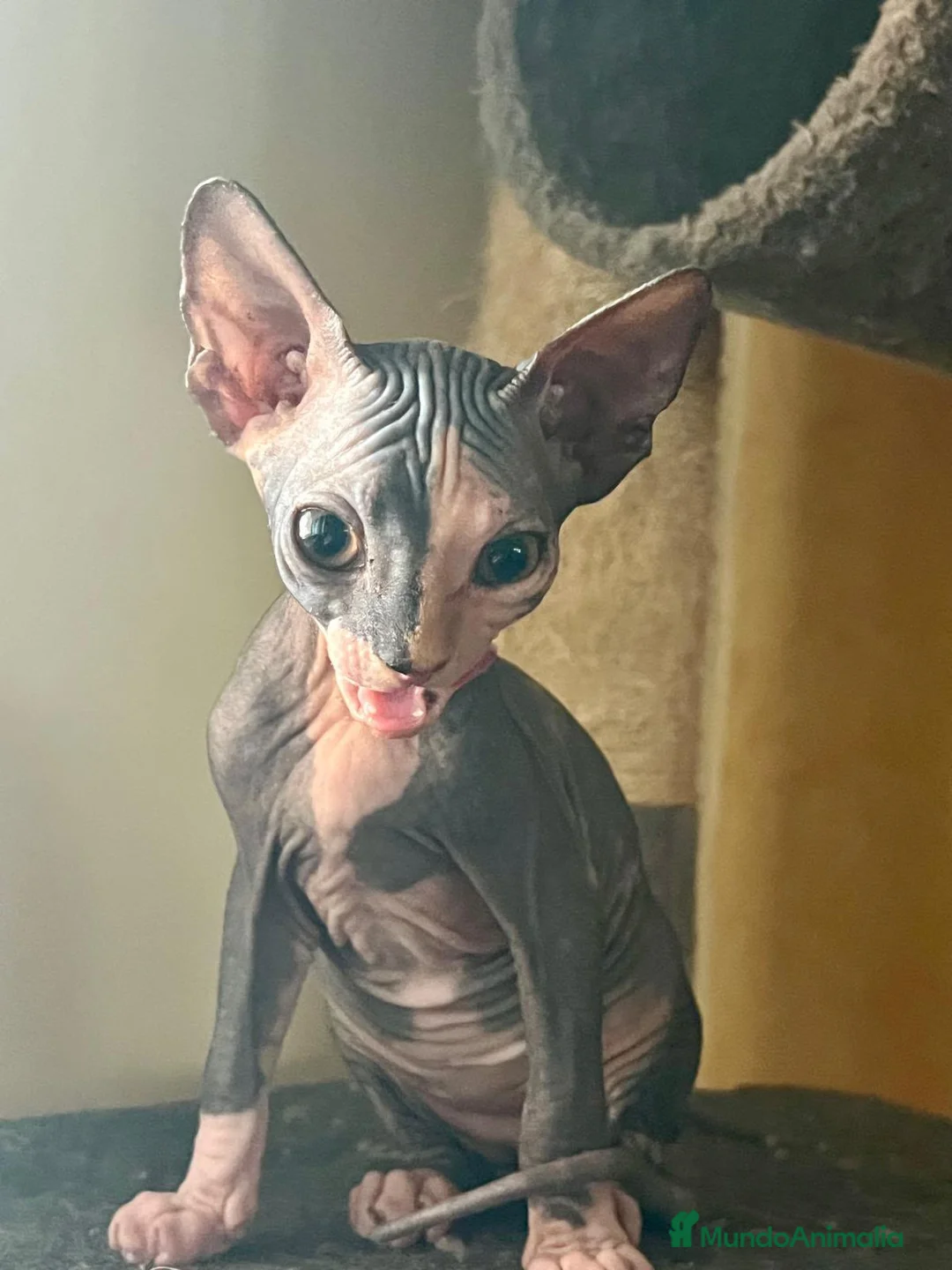 Sphynx gatos en venta: Sphyn hembra exclusiva  - Anuncio 2
