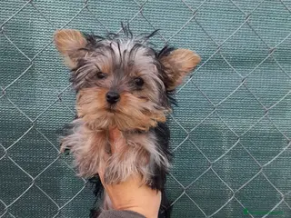 Yorkshire Terrier perros Yorkshire toy - Anuncio 2