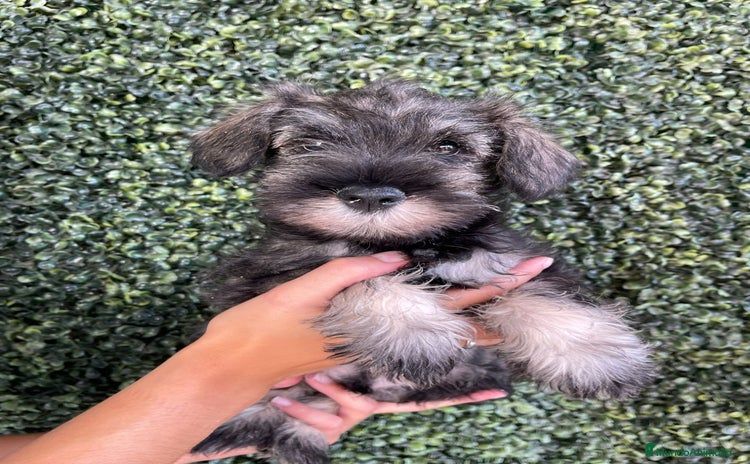 Schnauzer Miniatura perros - Propaganda 1
