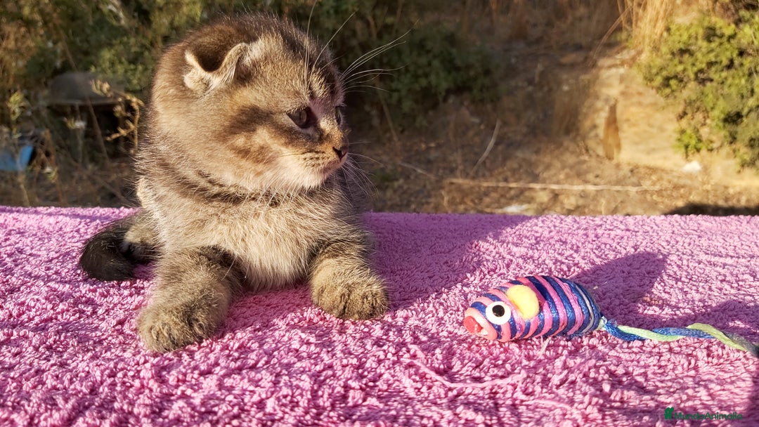 Scottish Fold gatos en venta: Scottish fold machito ojos verdes chinchilla  - Imagen 3