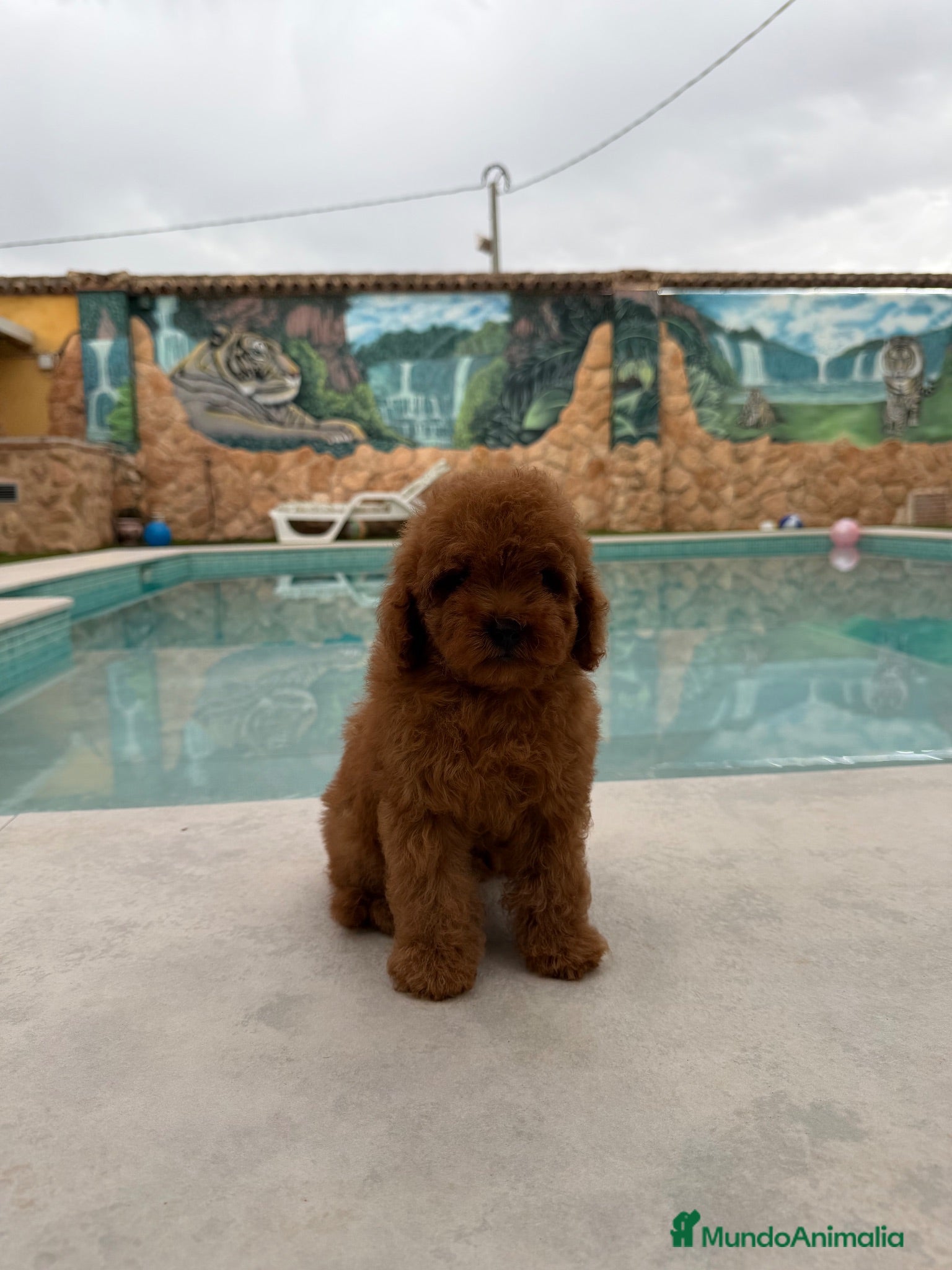 Caniche Toy perros Excelente caniche toy rojo - Anuncio 1