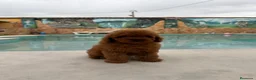 Caniche Toy perros en venta: Excelente caniche toy rojo - Anuncio 1