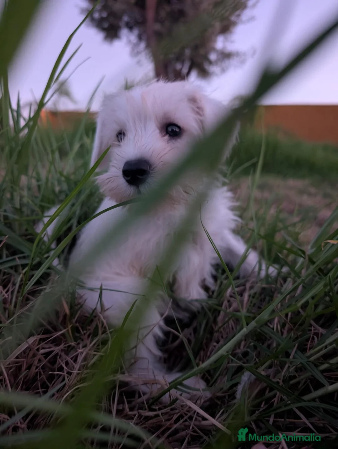 Schnauzer Mediano perros en venta: Schnauzer precio real  - Anuncio 6