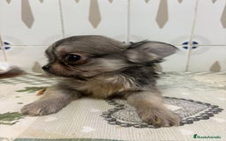 Chihuahua perros en venta: Chihuahua pelo largo cabeza 🍏 - Imagen 1