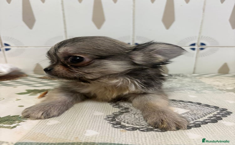 Chihuahua perros - Anuncio 4
