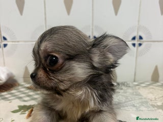 Chihuahua perros - Anuncio 22