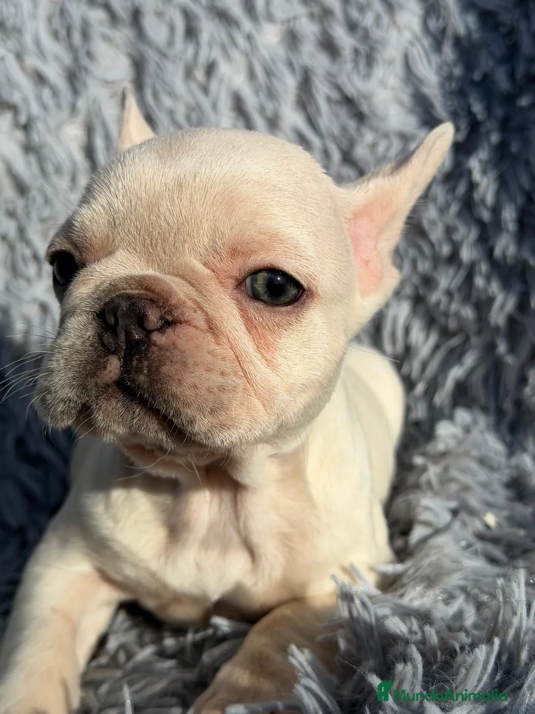 Bulldog Francés perros en venta: BULLDOG FRANCÉS PLATYNUM - Anuncio 3