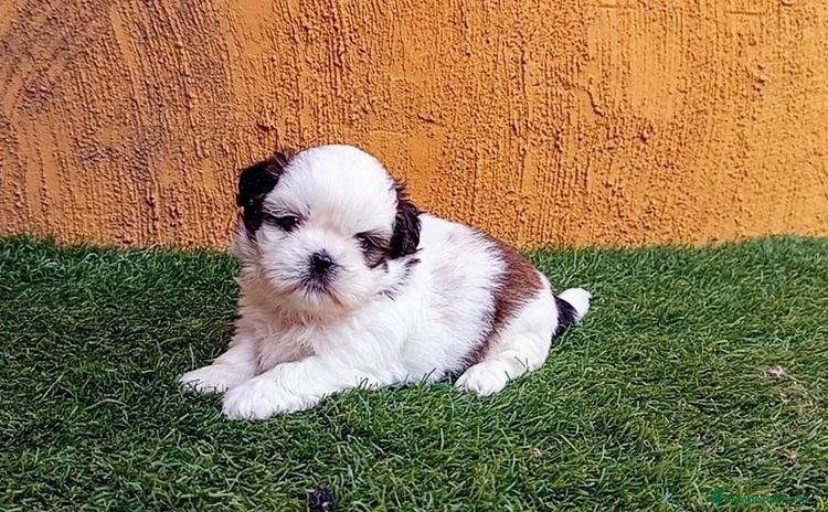 Shih Tzu perros - Anuncio 14