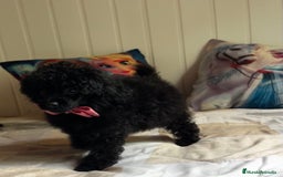 Caniche Toy perros en venta: Caniche mini toy - Imagen 5