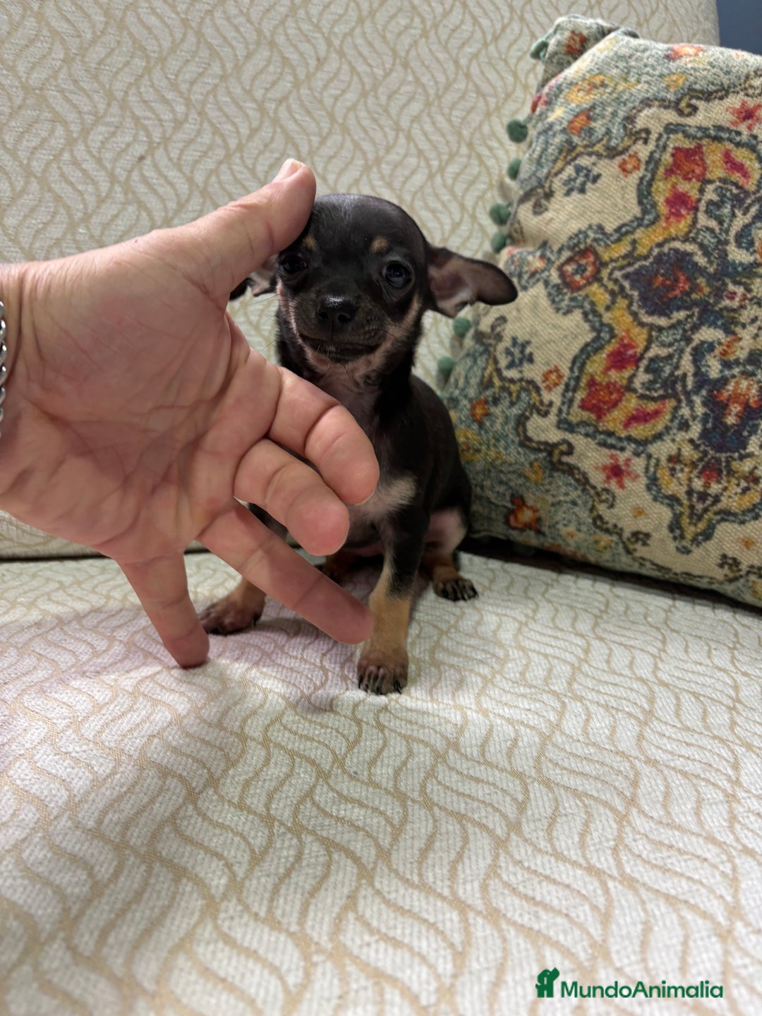 Chihuahua perros en venta: Chihuahua Toy hembra negro - Anuncio 8