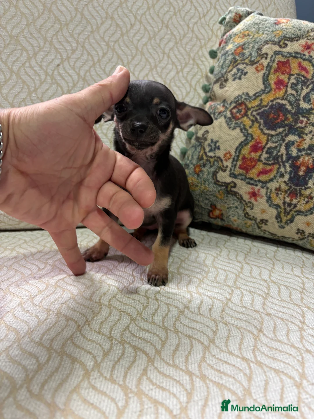 Chihuahua perros en venta: Chihuahua Toy hembra negro - Anuncio 8