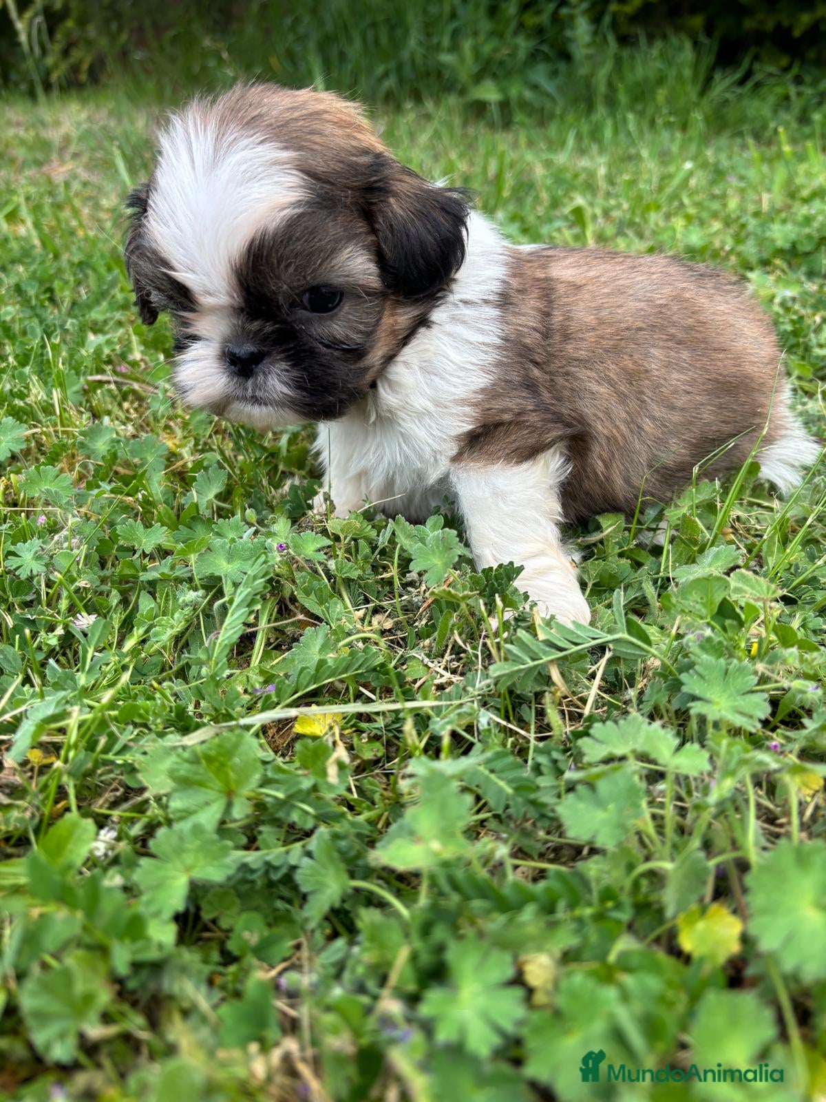 Shih Tzu perros en venta: Shit tzu machos y hembras listos para entregar. - Anuncio 10
