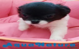 Chihuahua perros en venta: Chihuahua Hembra de Pelo Largo 6583 - AQUANATURA en Barcelona - Imagen 4