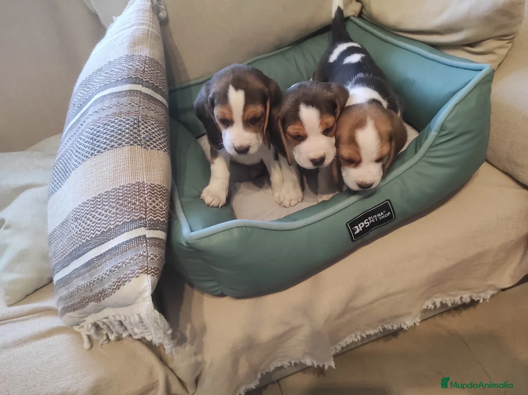 Beagle perros en venta: Preciosos cachorritos de Beagle  - Anuncio 1