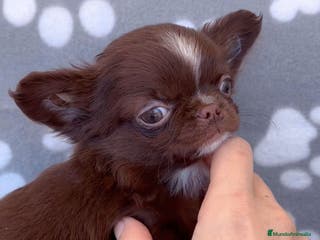 Chihuahua perros Chihuahua línea rusa en Barcelona - Anuncio 11