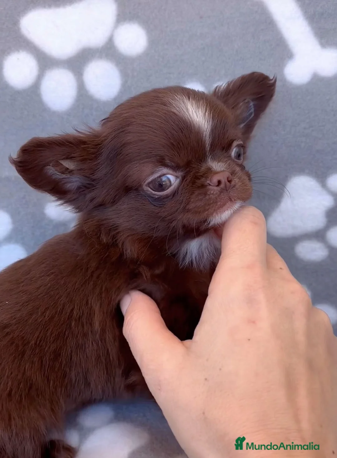 Chihuahua perros en venta: Chihuahua línea rusa en Barcelona - Anuncio 1