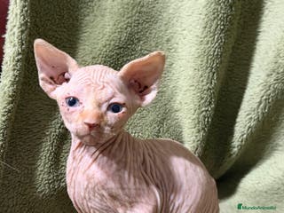 Sphynx gatos Camada Sphynx preciosa - Anuncio 2