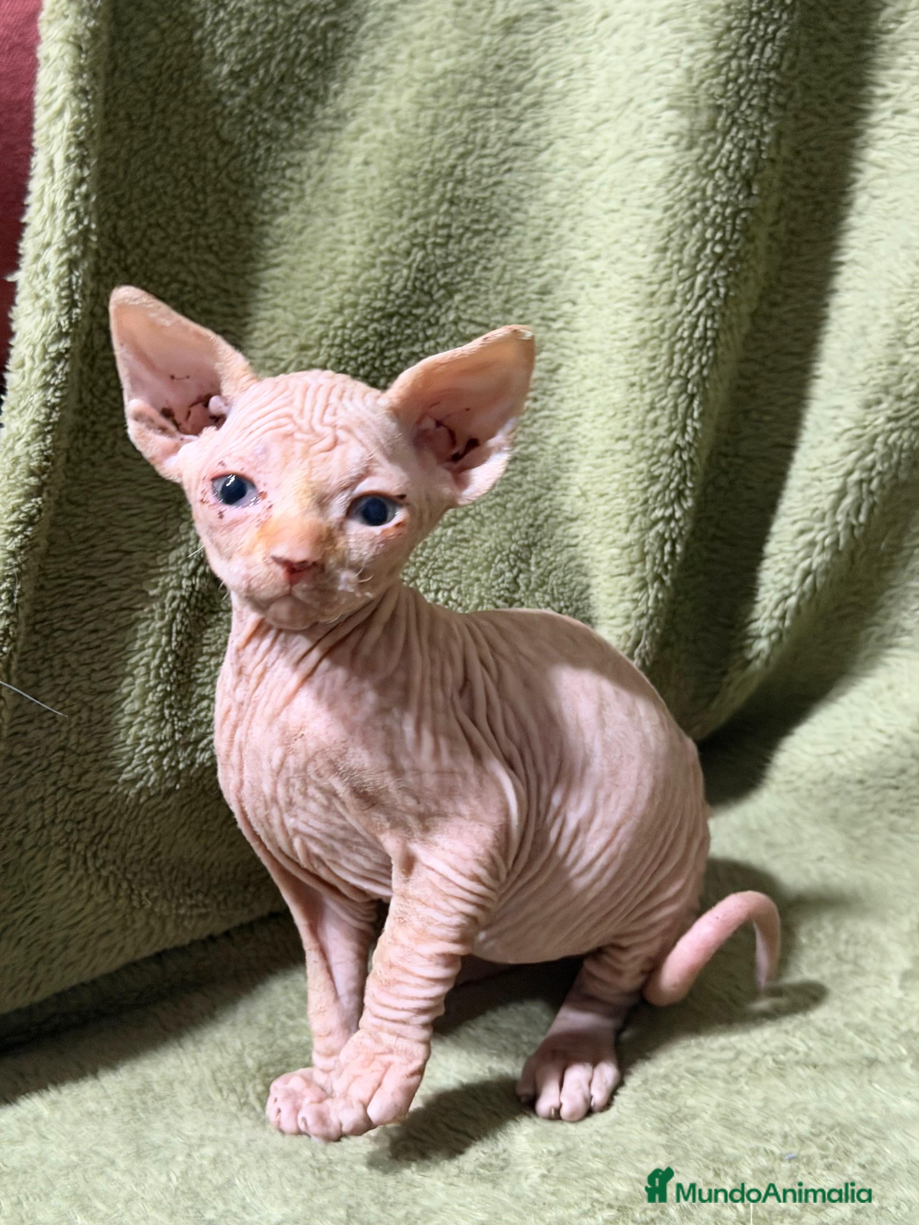 Sphynx gatos en venta: Camada Sphynx preciosa - Anuncio 1