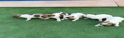Jack Russell Terrier perros en venta: Jack russell terrier  - Anuncio 10