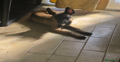 Pastor Belga Malinois perros - Anuncio 16