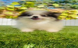 Pomerania perros en venta: POMERANIA HEMBRA ENVIOS A TODA ESPAÑA - Imagen 5