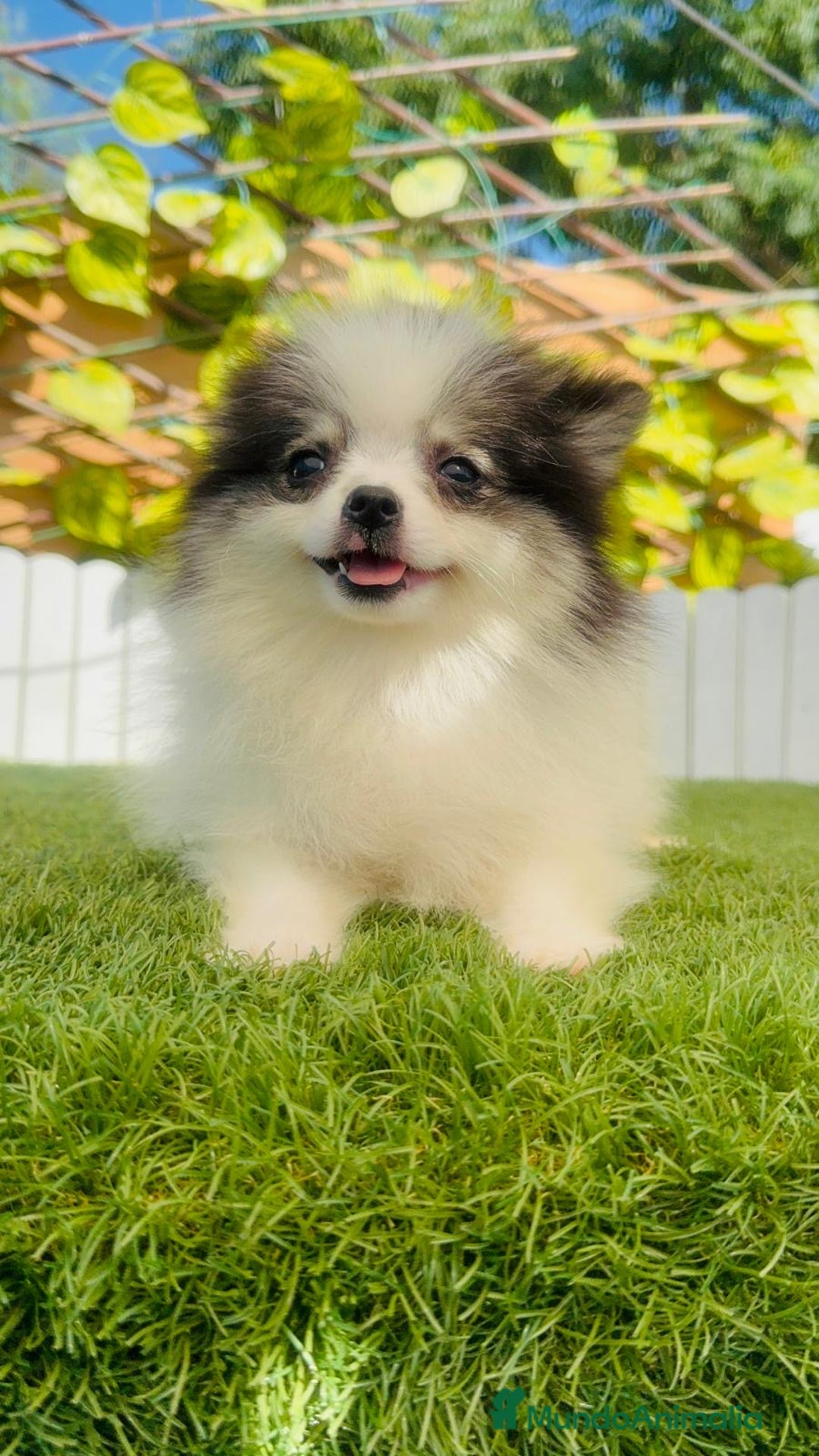 Pomerania perros en venta: POMERANIA HEMBRA ENVIOS A TODA ESPAÑA - Imagen 5