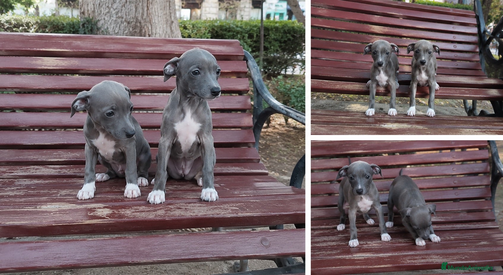 Whippet perros CACHORROS WHIPPET ( TODA ESPAÑA )  - Anuncio 1