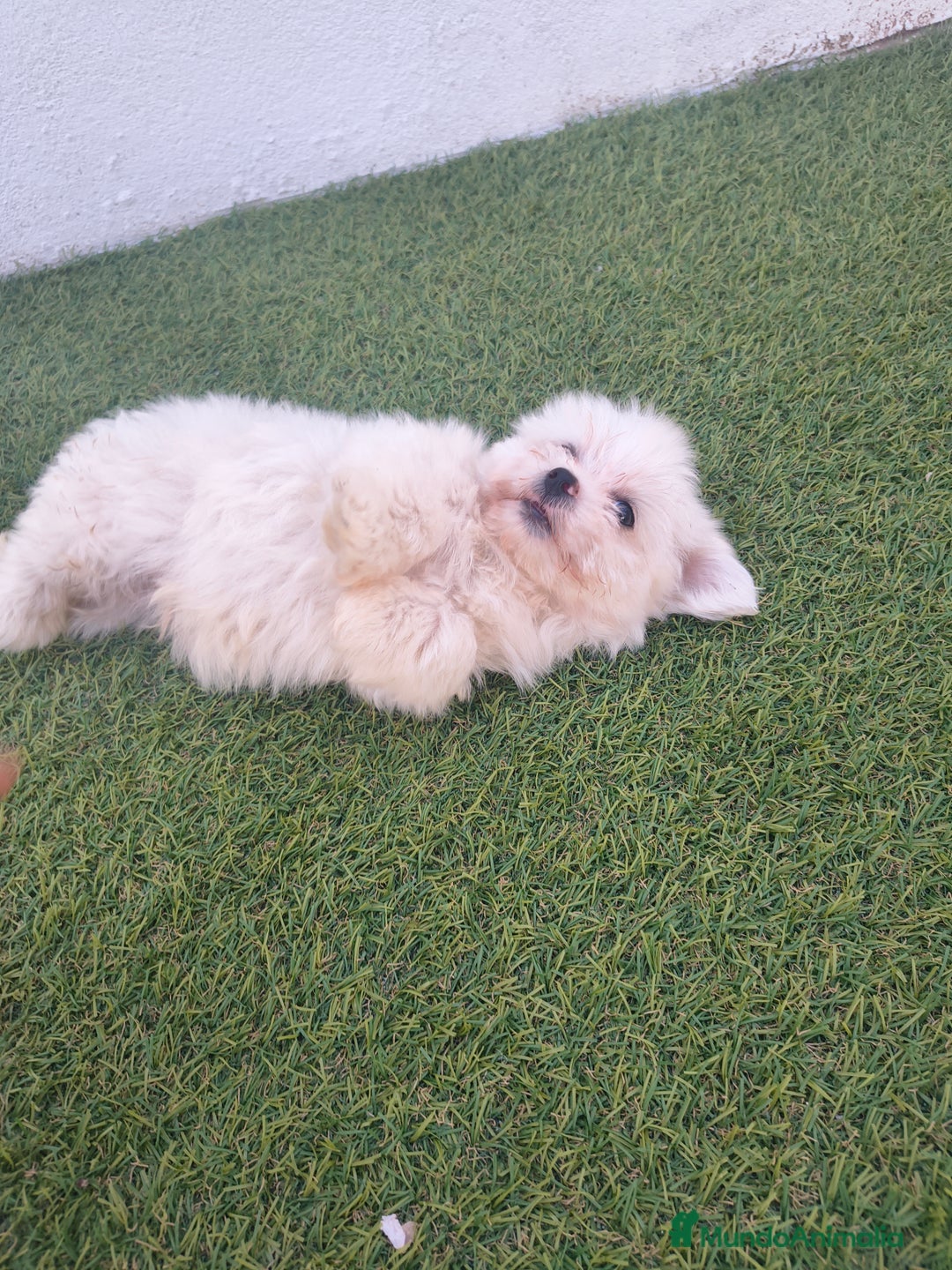 Bichón Maltés perros en venta: Bichon maltés toy - Imagen 1