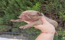 Bulldog Francés perros en venta: Bulldog francés chocolate  - Imagen 3