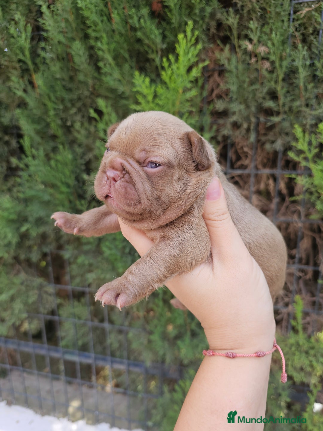 Bulldog Francés perros en venta: Bulldog francés chocolate  - Imagen 3