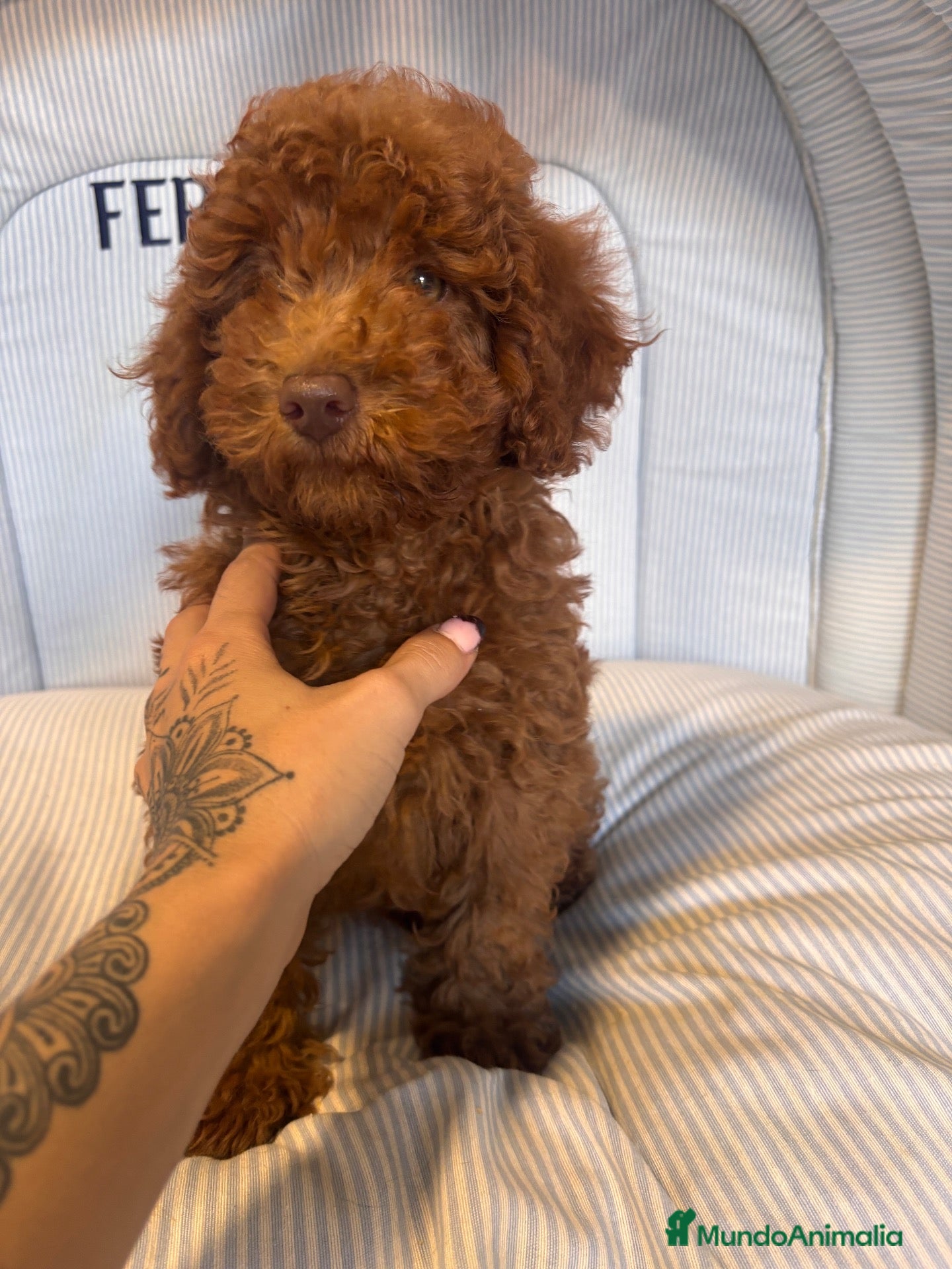 Caniche Enano perros CACHORRITO DE CANICHE ENANO ROJO - Anuncio 2
