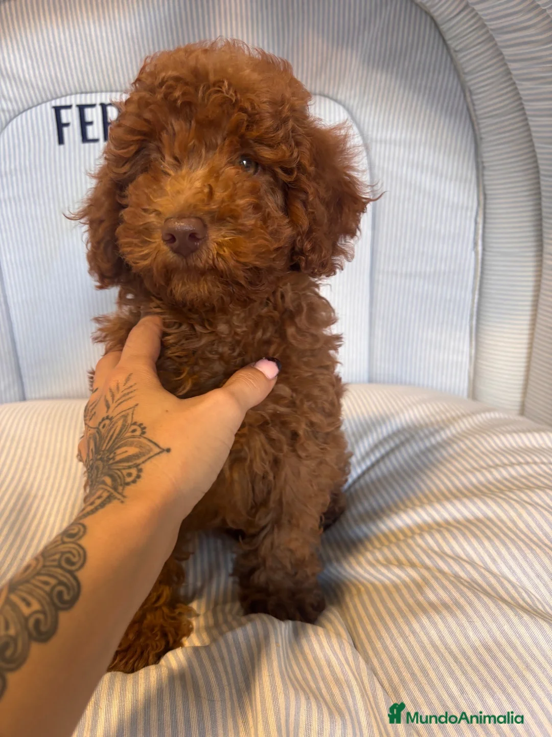 Caniche Enano perros en venta: CACHORRITO DE CANICHE ENANO ROJO - Anuncio 1