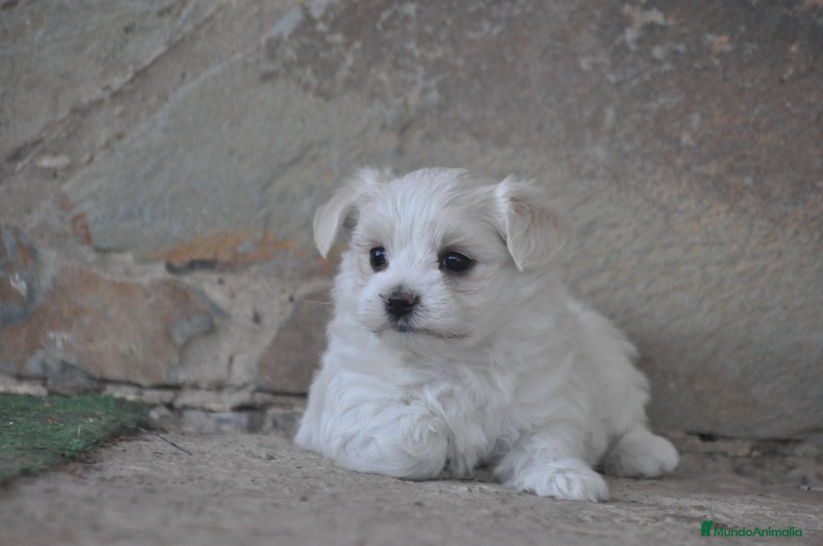 Bichón Maltés perros Preciosos cachorros  - Anuncio 2