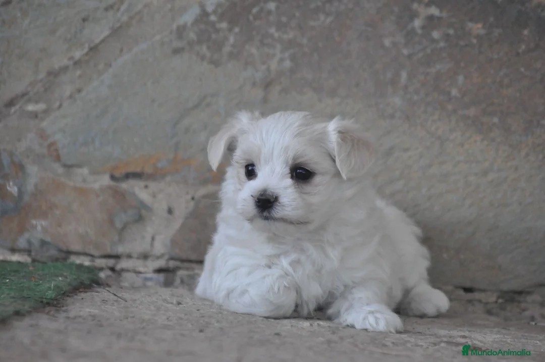 Bichón Maltés perros en venta: Preciosos cachorros  - Anuncio 1